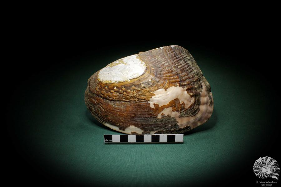 Sinohyriopsis cumingii (3413) a shell from China | Conchylia | Shells & Brachiopods