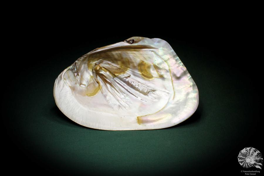 Sinohyriopsis cumingii (3419) a shell from China | Conchylia | Shells & Brachiopods