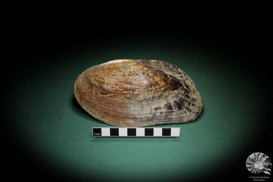 Sinohyriopsis cumingii (3426) a shell from China | Conchylia | Shells & Brachiopods