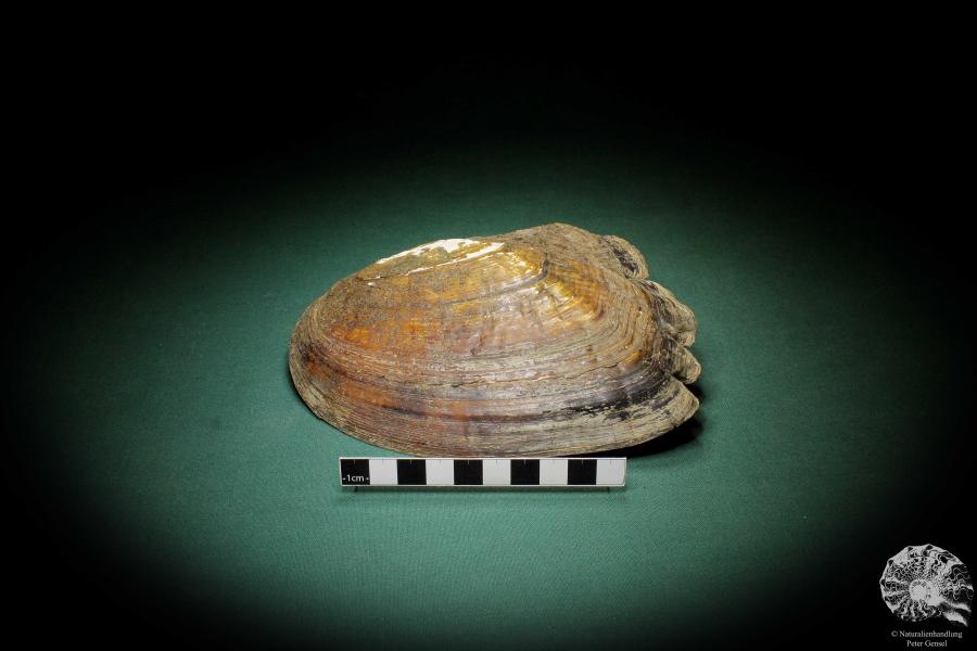 Sinohyriopsis cumingii (3429) a shell from China | Conchylia | Shells & Brachiopods