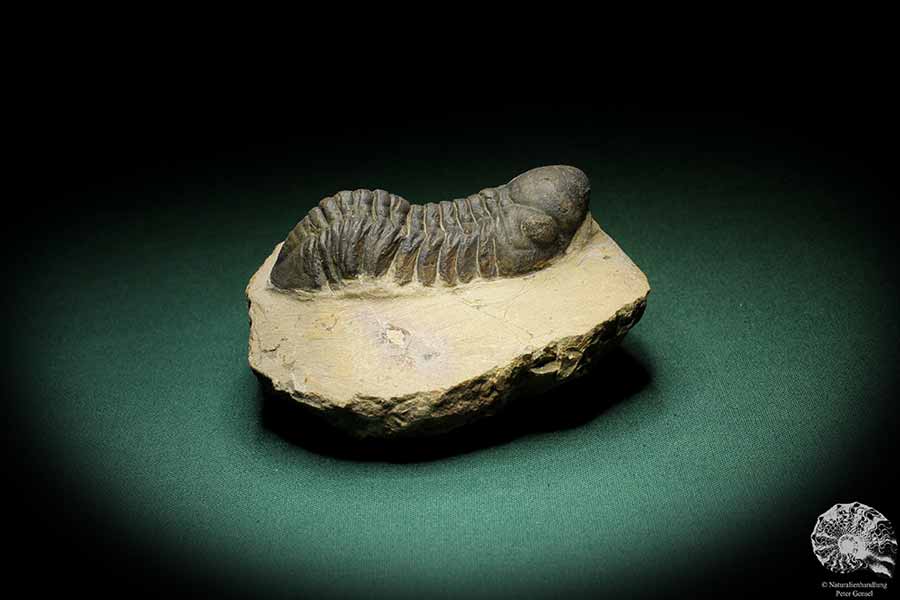 Phacops spec. (3539) ein Trilobit aus Südost-Marokko | Fossilien | Trilobiten