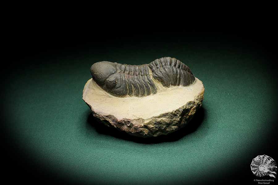 Phacops spec. (3539) ein Trilobit aus Südost-Marokko | Fossilien | Trilobiten