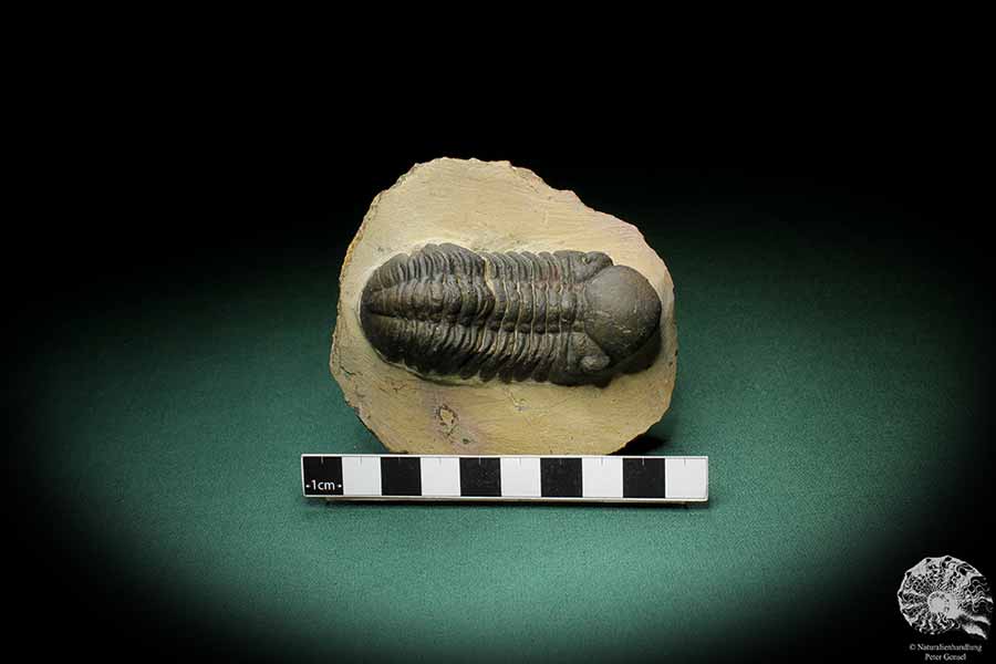 Phacops spec. (3539) ein Trilobit aus Südost-Marokko | Fossilien | Trilobiten