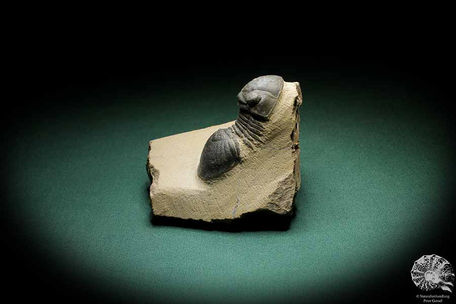 Paralejurus hamlagdadicus (3548) a trilobite from Southeast Morocco | Fossils | Trilobites