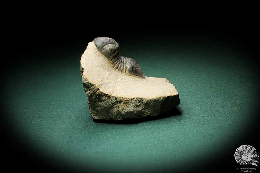 Paralejurus hamlagdadicus (3548) a trilobite from Southeast Morocco | Fossils | Trilobites