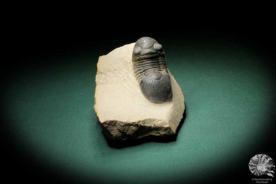 Paralejurus hamlagdadicus (3548) ein Trilobit aus Südost-Marokko | Fossilien | Trilobiten