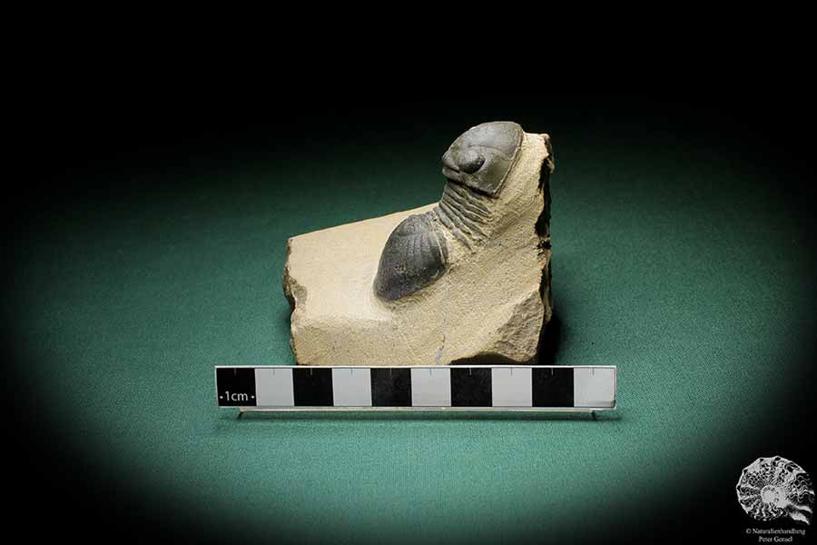 Paralejurus hamlagdadicus (3548) ein Trilobit aus Südost-Marokko | Fossilien | Trilobiten