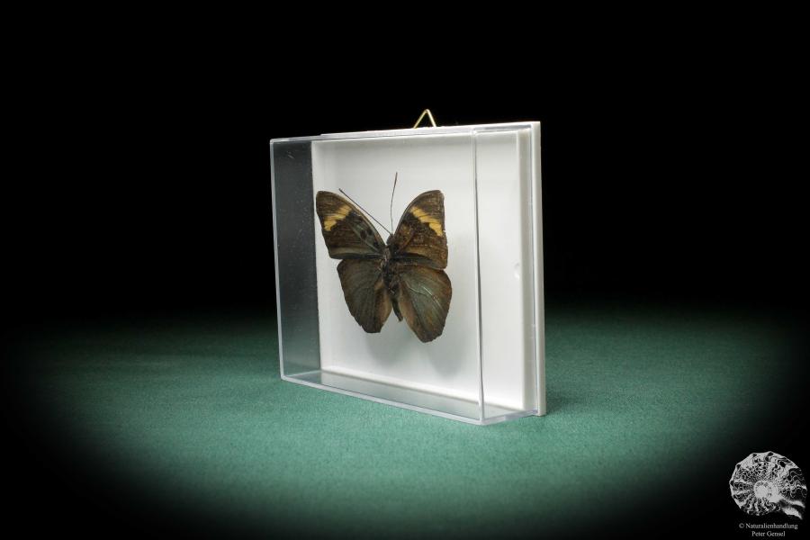 Euphaedra medon (3597) a butterfly from Central Africa | Taxidermy | Butterflies