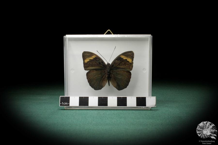 Euphaedra medon (3597) a butterfly from Central Africa | Taxidermy | Butterflies