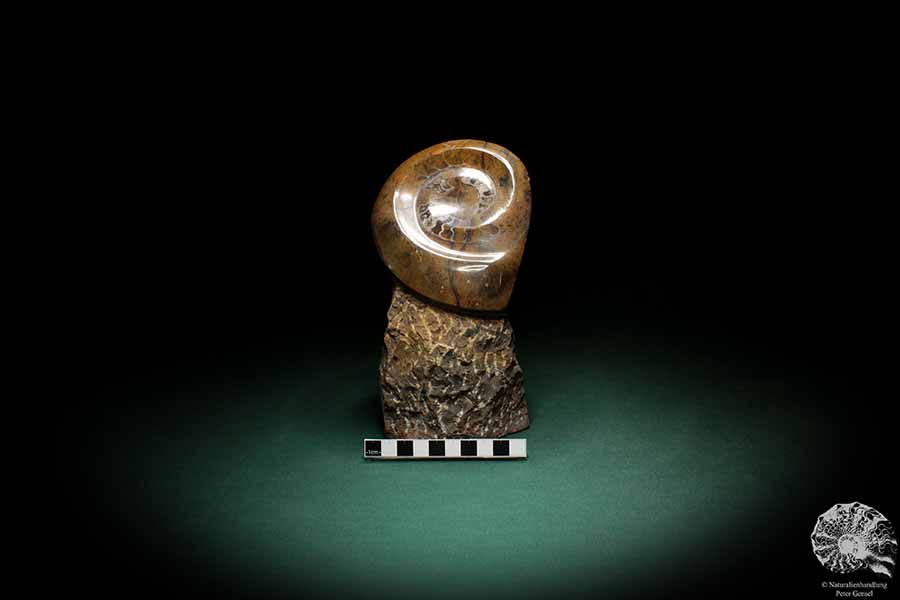 Clymenia spec. (3705) a cephalopod from Morocco | Fossils | Cephalopods