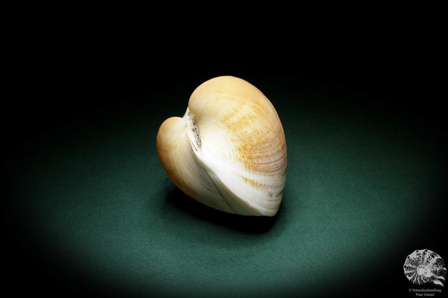 Cucullaea labiata (4071) a shell from Philippines | Conchylia | Shells & Brachiopods