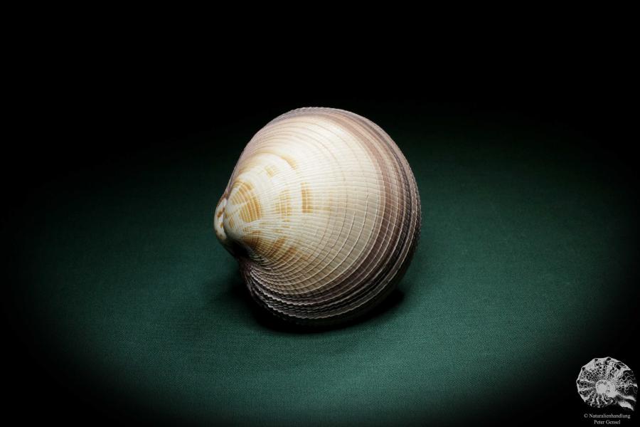 Antigona magnifica (4102) a shell from Indo-Pacific | Conchylia | Shells & Brachiopods