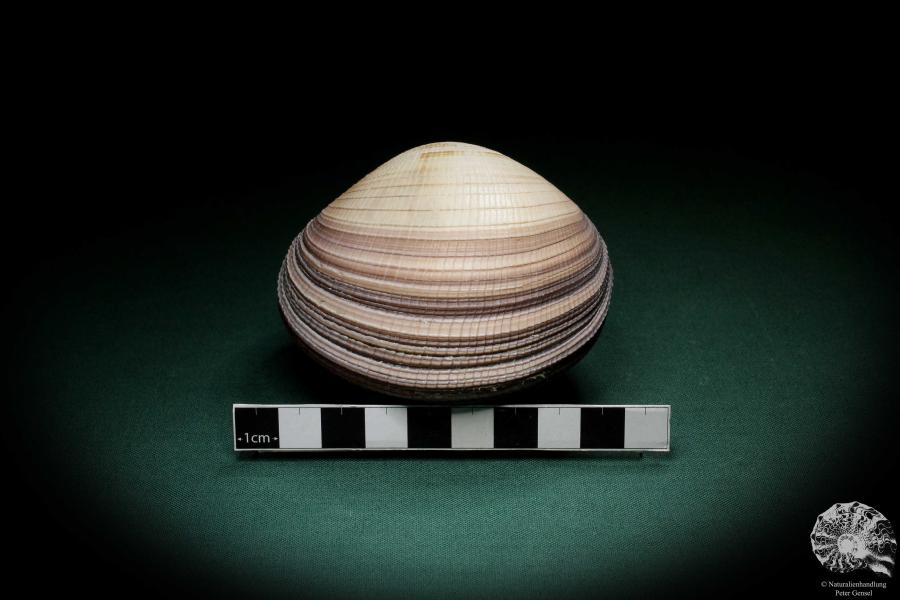 Antigona magnifica (4102) a shell from Indo-Pacific | Conchylia | Shells & Brachiopods