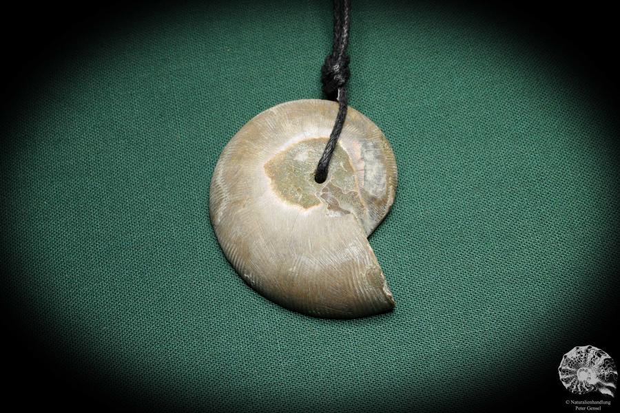 Cleoniceras spec. (4426) a gem from fossils from Madagascar | Nature jewelry | From Fossils