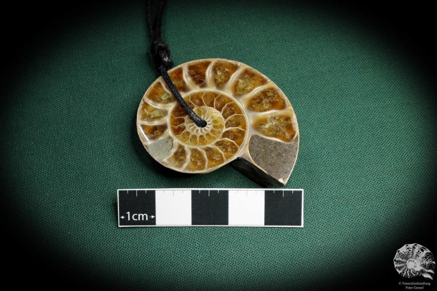 Cleoniceras spec. (4426) a gem from fossils from Madagascar | Nature jewelry | From Fossils