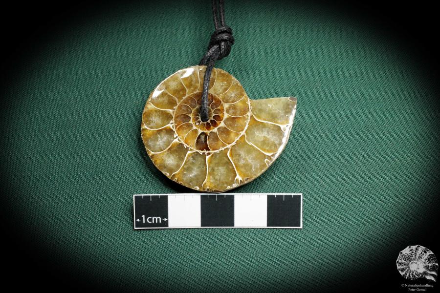 Cleoniceras spec. (4427) a gem from fossils from Madagascar | Nature jewelry | From Fossils