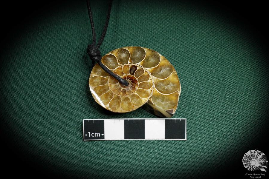 Cleoniceras spec. (4428) a gem from fossils from Madagascar | Nature jewelry | From Fossils