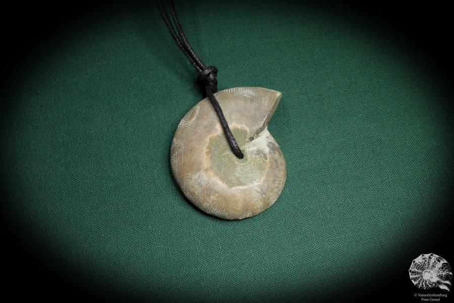 Cleoniceras spec. (4430) a gem from fossils from Madagascar | Nature jewelry | From Fossils