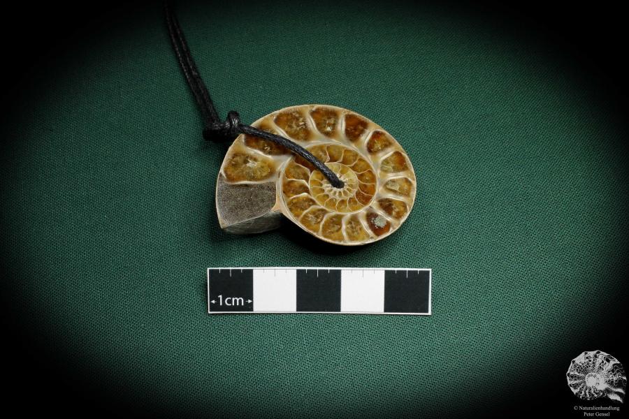 Cleoniceras spec. (4430) a gem from fossils from Madagascar | Nature jewelry | From Fossils