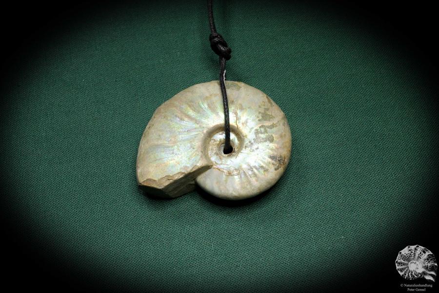 Cleoniceras spec. (4435) a gem from fossils from Madagascar | Nature jewelry | From Fossils