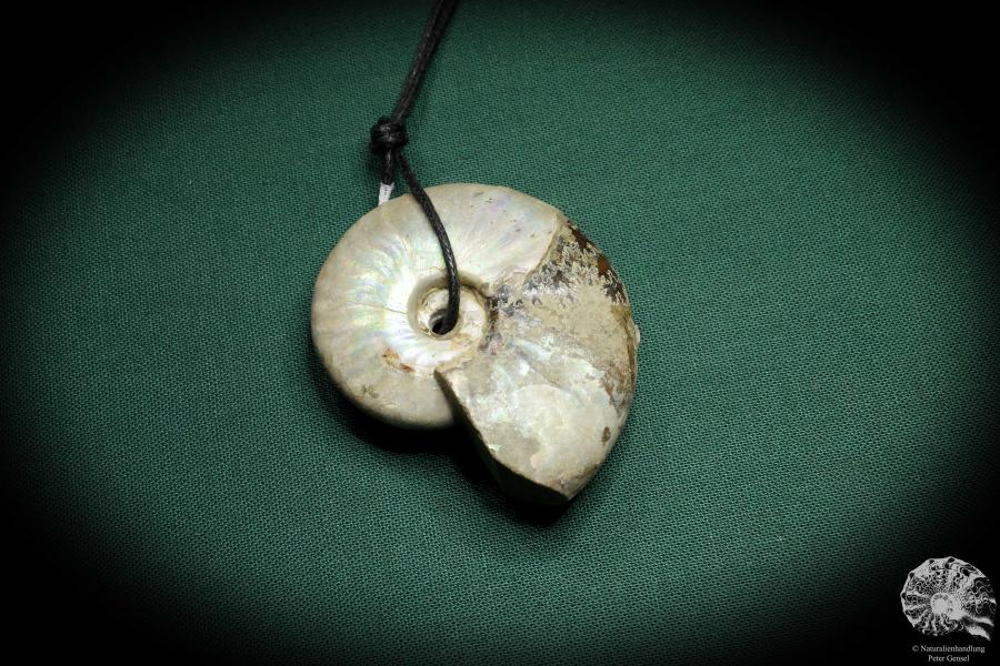 Cleoniceras spec. (4435) a gem from fossils from Madagascar | Nature jewelry | From Fossils