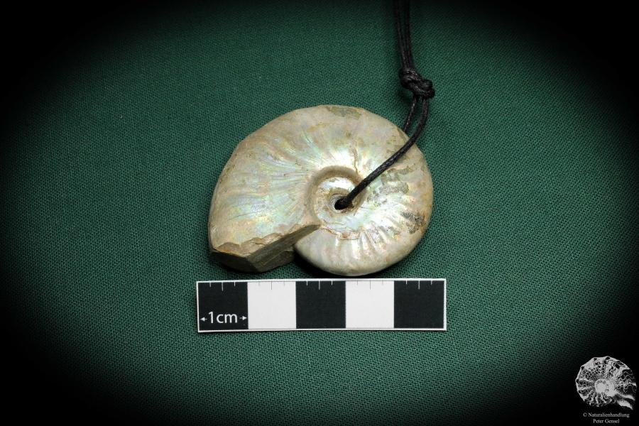 Cleoniceras spec. (4435) a gem from fossils from Madagascar | Nature jewelry | From Fossils