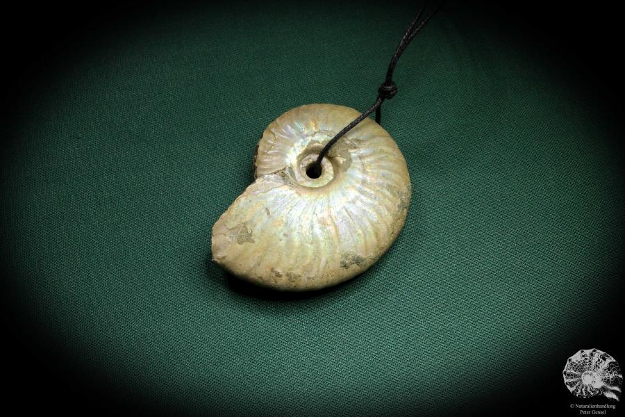 Cleoniceras spec. (4437) a gem from fossils from Madagascar | Nature jewelry | From Fossils