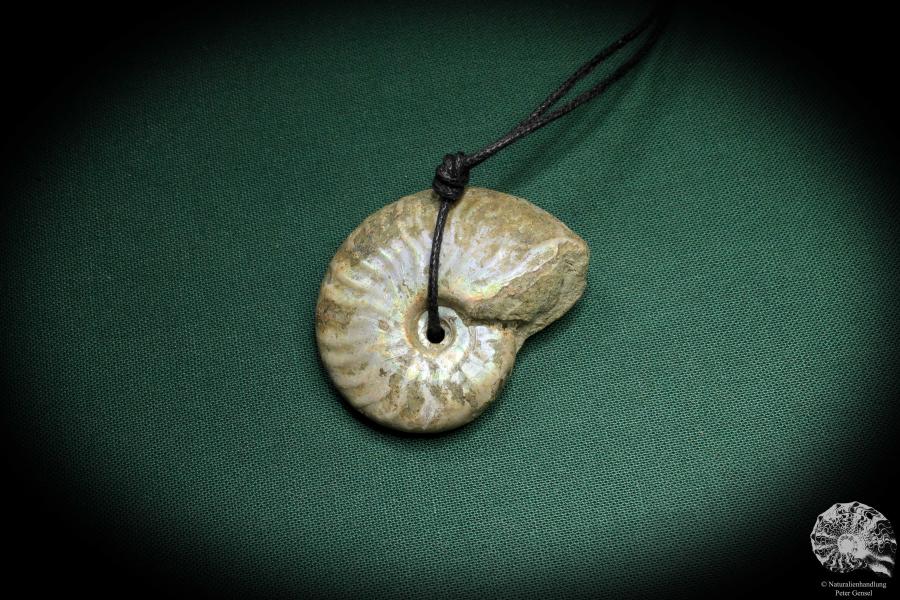 Cleoniceras spec. (4442) a gem from fossils from Madagascar | Nature jewelry | From Fossils