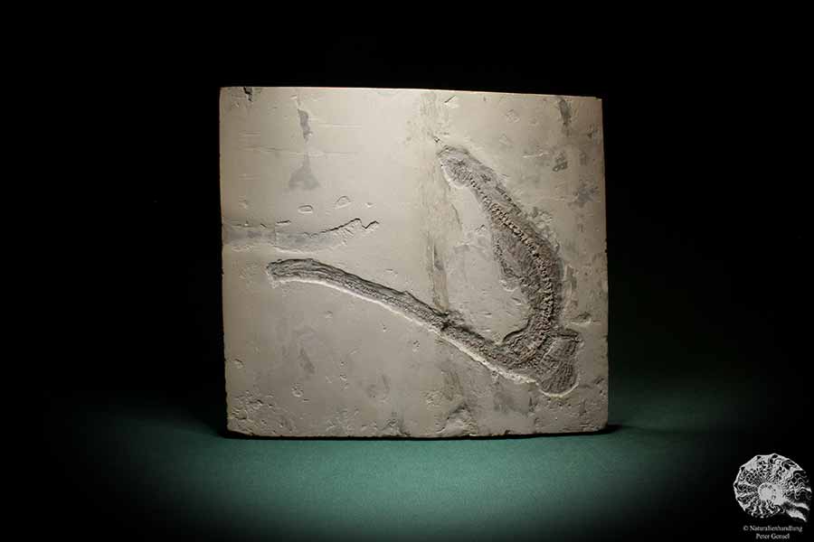 Mesosaurus tenuidens (4885) a vertebrate from South America | Fossils | Vertebrates