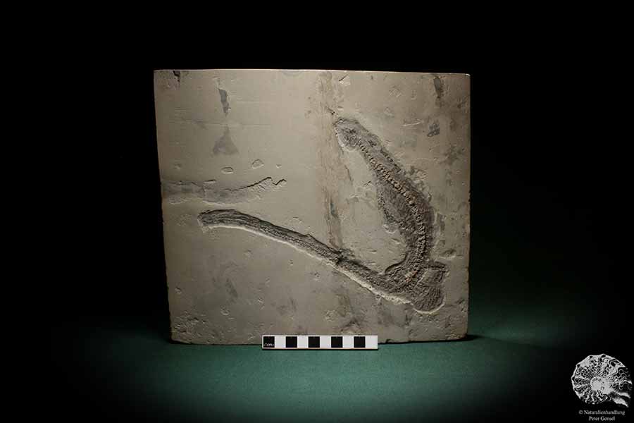 Mesosaurus tenuidens (4885) a vertebrate from South America | Fossils | Vertebrates