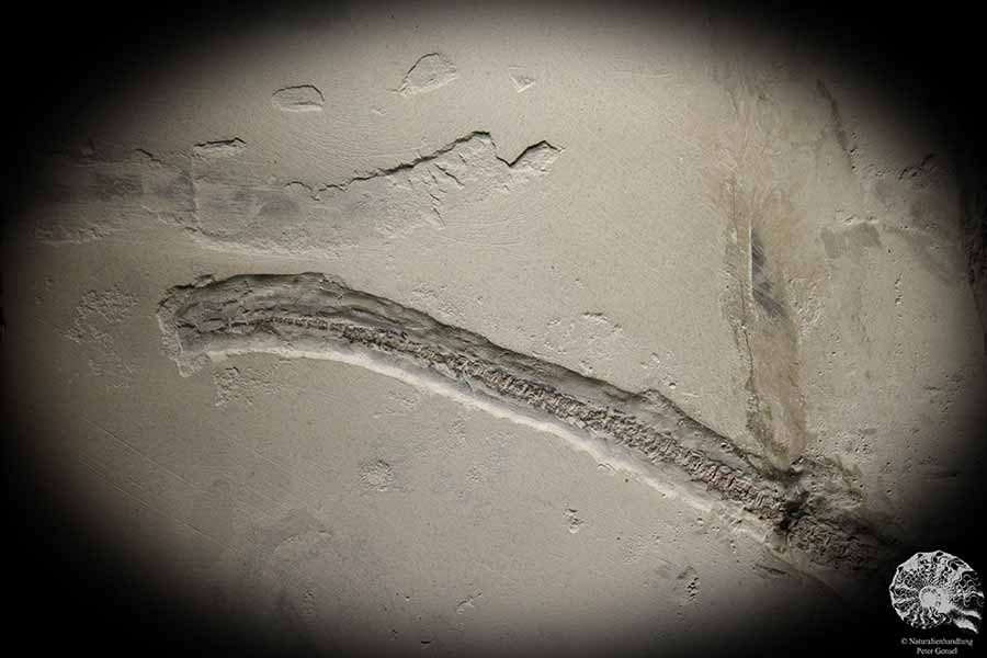 Mesosaurus tenuidens (4885) a vertebrate from South America | Fossils | Vertebrates