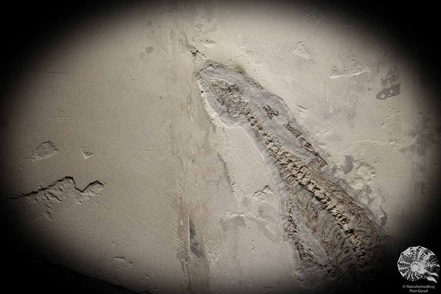 Mesosaurus tenuidens (4885) a vertebrate from South America | Fossils | Vertebrates