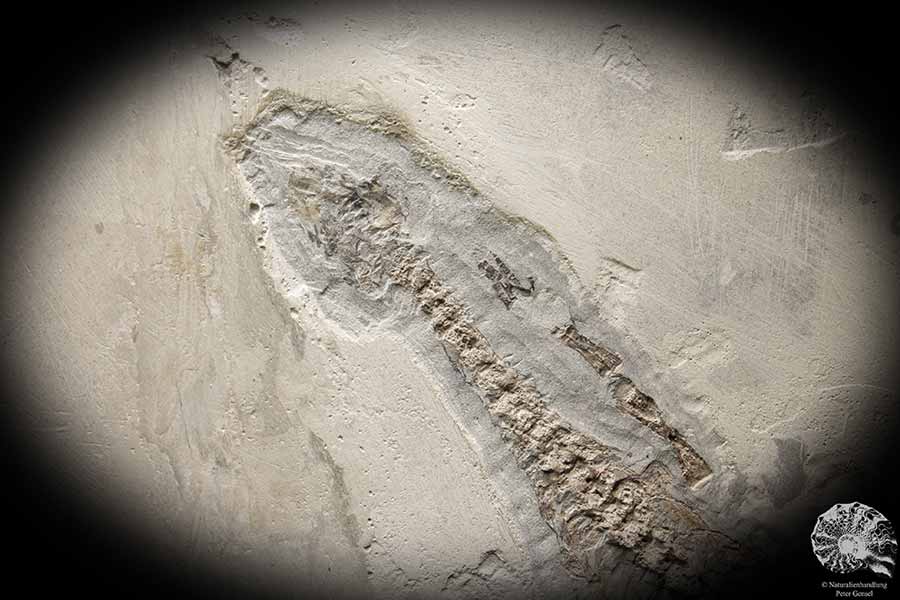 Mesosaurus tenuidens (4885) ein Wirbeltier aus Südamerika | Fossilien | Wirbeltiere