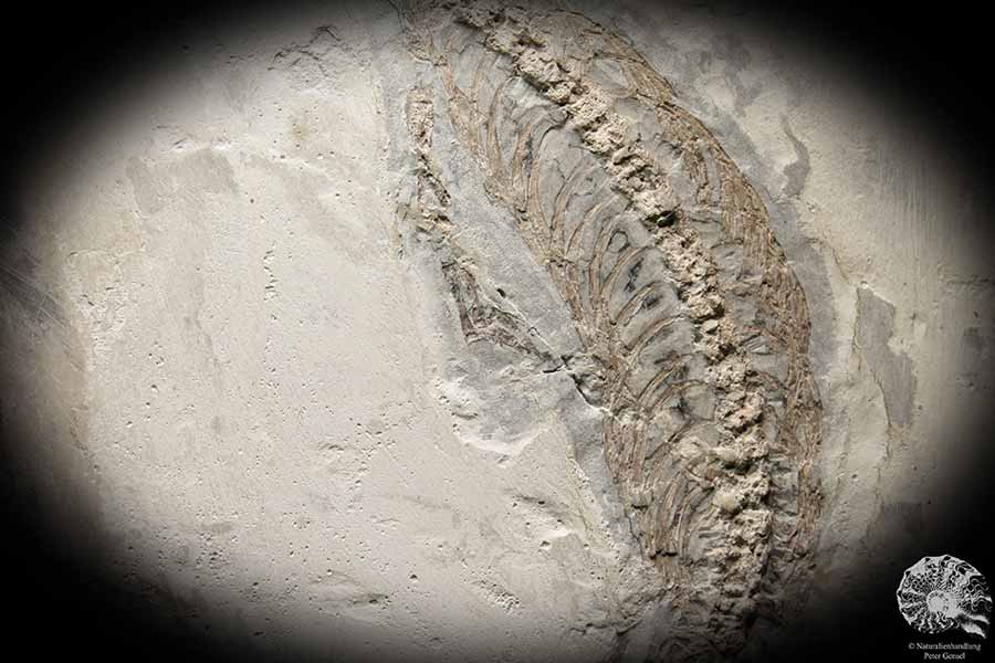 Mesosaurus tenuidens (4885) a vertebrate from South America | Fossils | Vertebrates