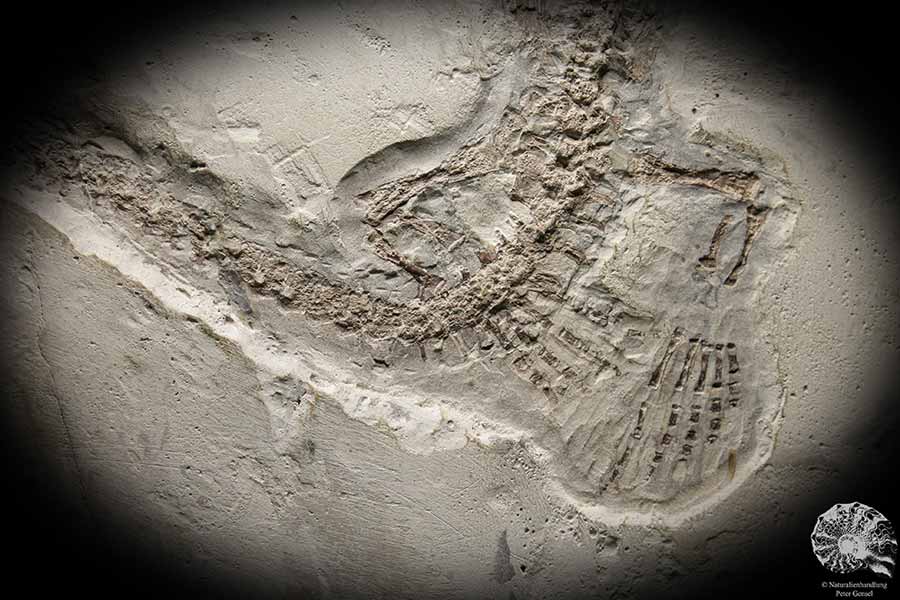 Mesosaurus tenuidens (4885) a vertebrate from South America | Fossils | Vertebrates