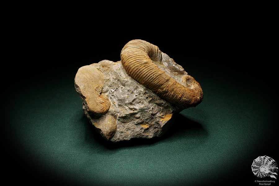 Acrioceras tabarelli (4890) a cephalopod from Morocco | Fossils | Cephalopods