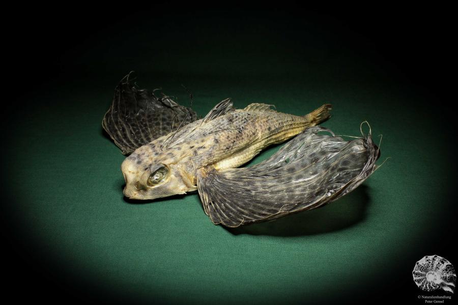 Dactyloptena orientalis (5068) a fishe from Indo-Pacific | Taxidermy | Fishes