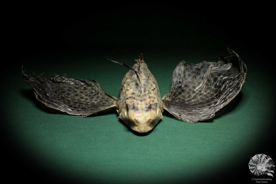 Dactyloptena orientalis (5068) a fishe from Indo-Pacific | Taxidermy | Fishes