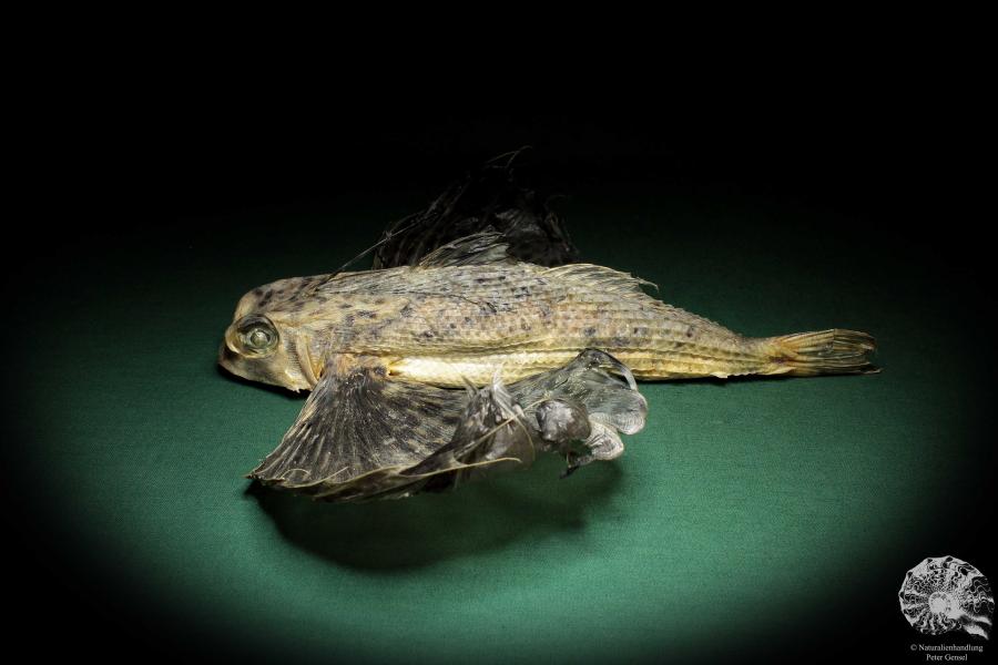 Dactyloptena orientalis (5068) a fishe from Indo-Pacific | Taxidermy | Fishes