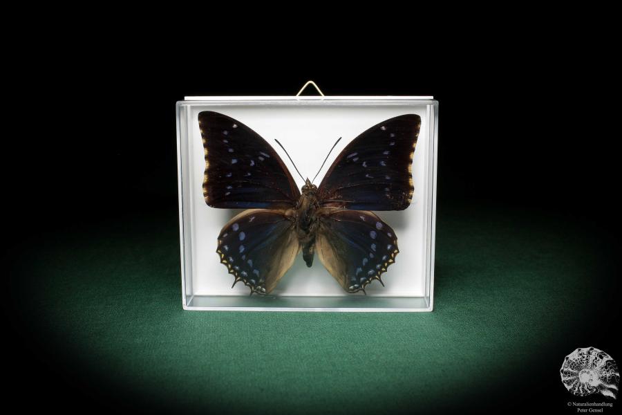 Charaxes tiridates (5161) a butterfly from Africa | Taxidermy | Butterflies