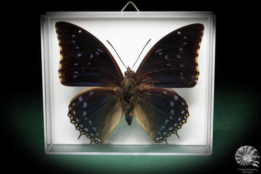 Charaxes tiridates (5161) a butterfly from Africa | Taxidermy | Butterflies