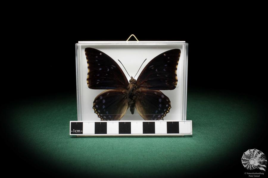 Charaxes tiridates (5161) a butterfly from Africa | Taxidermy | Butterflies