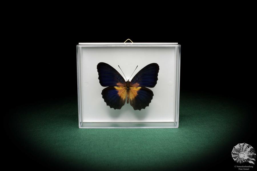 Cethosia lamarckii (5164) a butterfly from Asia | Taxidermy | Butterflies