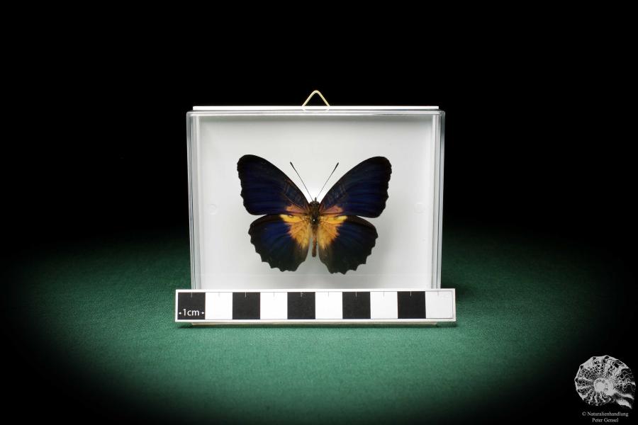 Cethosia lamarckii (5164) a butterfly from Asia | Taxidermy | Butterflies