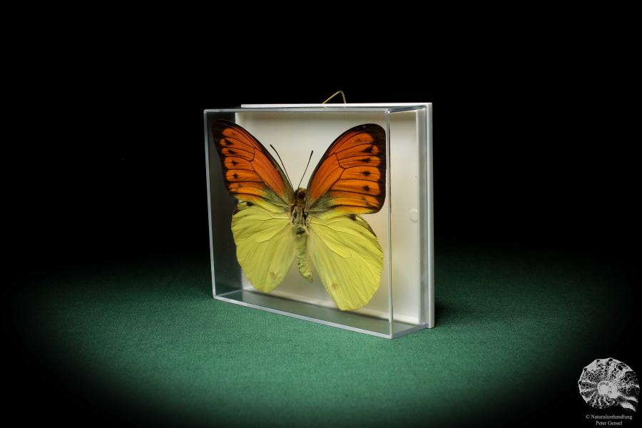 Hebomoia leucippe (5204) a butterfly from Southeast Asia | Taxidermy | Butterflies