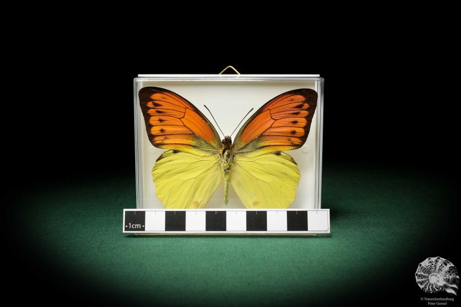 Hebomoia leucippe (5204) a butterfly from Southeast Asia | Taxidermy | Butterflies