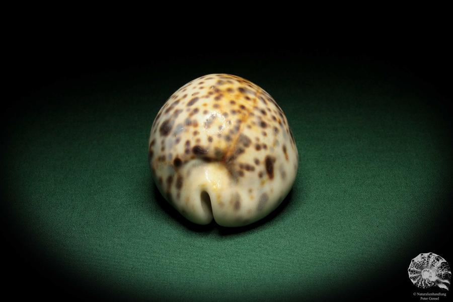 Cypraea tigris pardalis (5302) a snail from Indian Ocean | Conchylia | Snails