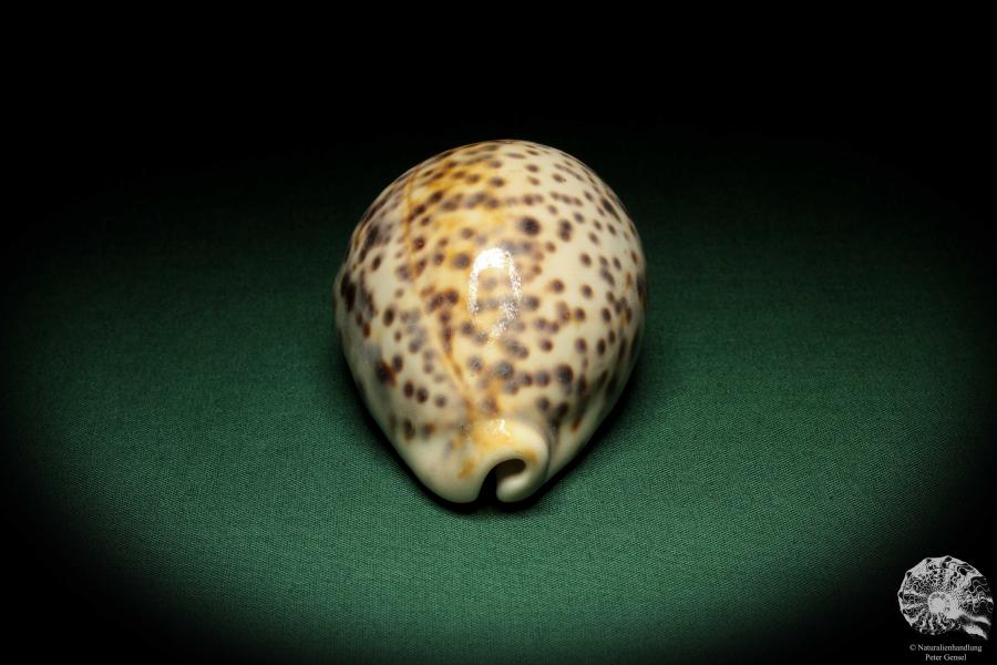 Cypraea tigris pardalis (5302) a snail from Indian Ocean | Conchylia | Snails