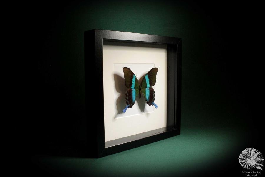 Papilio blumei (5318) a butterfly from Indonesia | Taxidermy | Butterflies