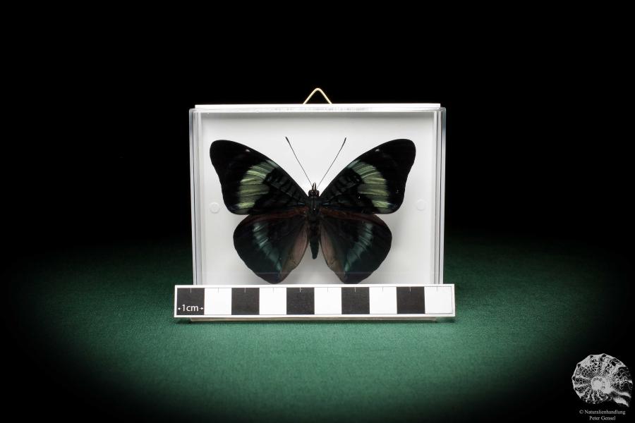 Panacea prola (5329) a butterfly from South America | Taxidermy | Butterflies